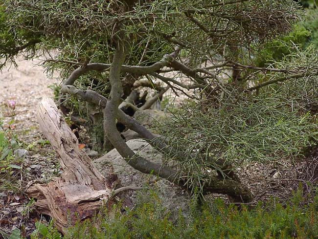 Jap_G Genista-lydia 12