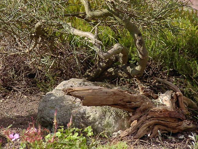 Jap_G Genista-lydia 13